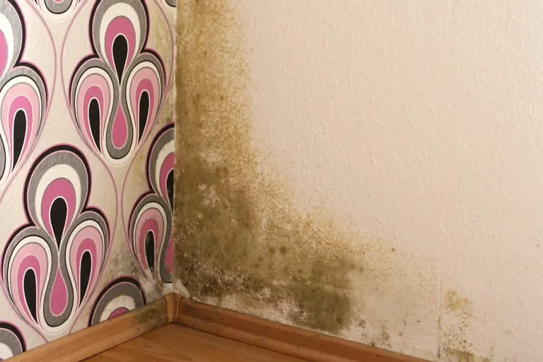 Schimmel, Mietminderung