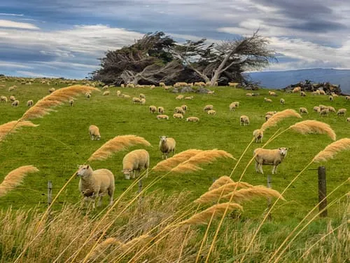 au&szlig;ergew&ouml;hnlicher Urlaub - Schafe in Neuseeland