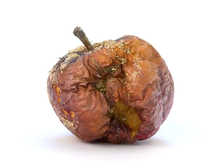 Verfaulter Apfel