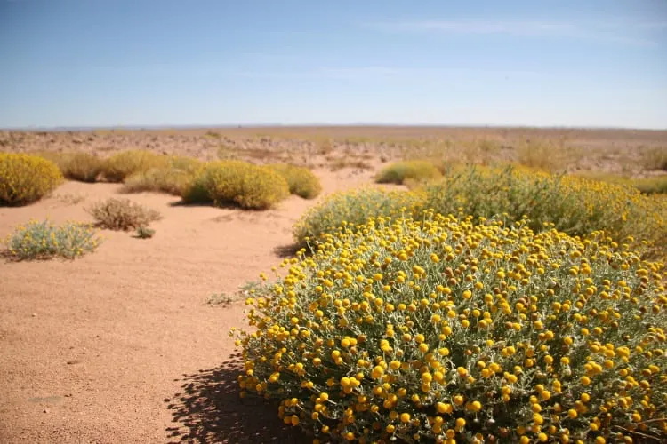 Blühende Wüste
