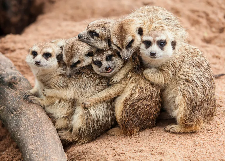 Superkr&auml;fte: Wertsch&auml;tzung und Feedback